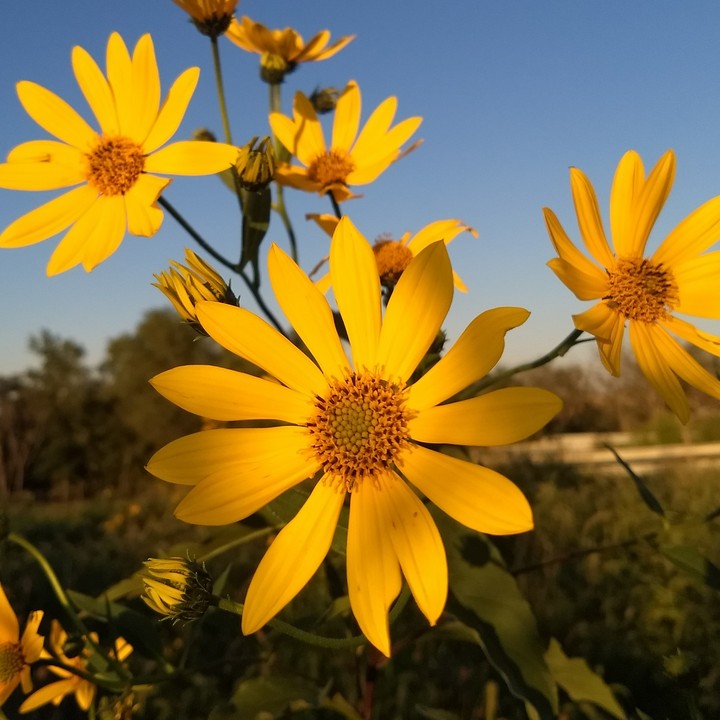 sun flower my day