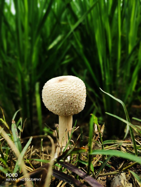 mushroom ?