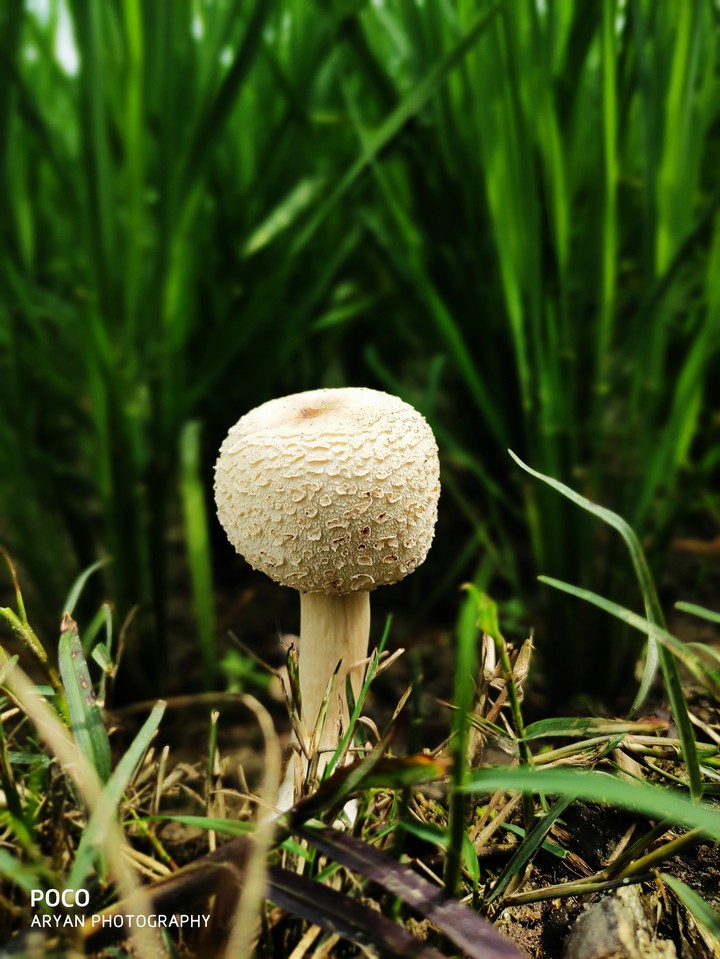 mushroom ?