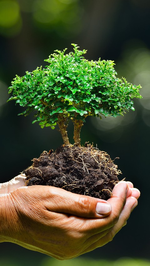 Plantation, agriculture wallpapers
