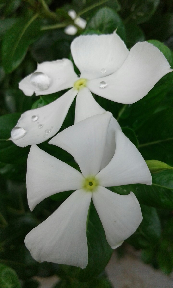 rain drops