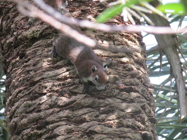 chipmunk