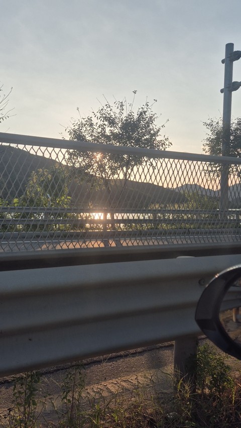 sfondi plant, dusk
