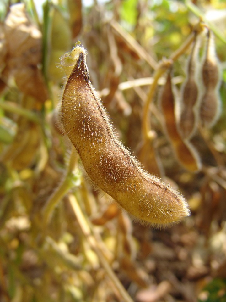 Plant