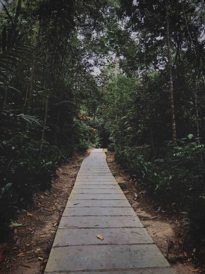 Path In The Forest | V2