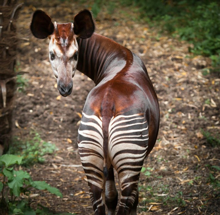 Okapi