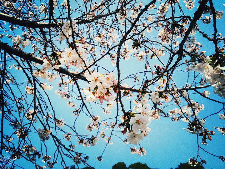 桜