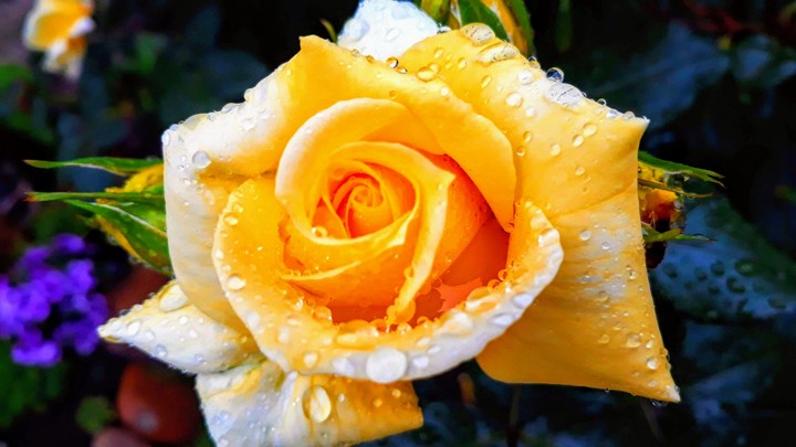 rose in the rain