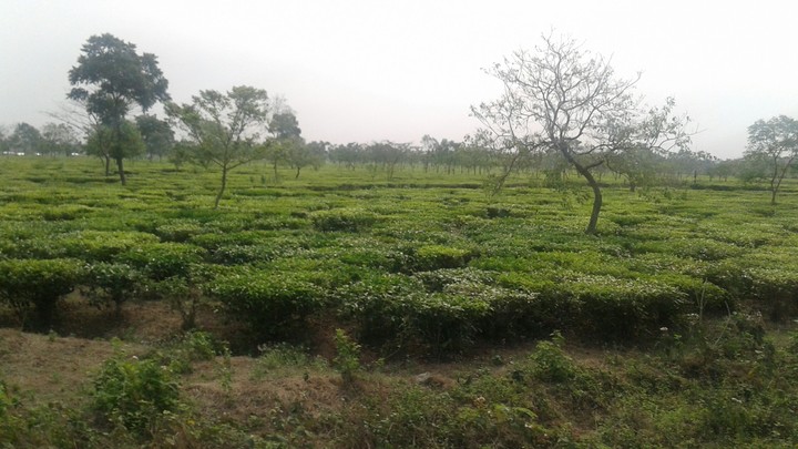 Tea garden