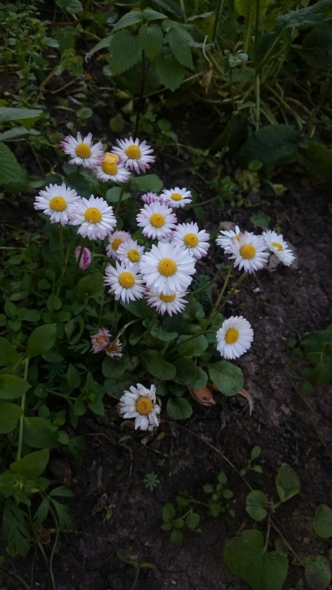 Pinky daisies
