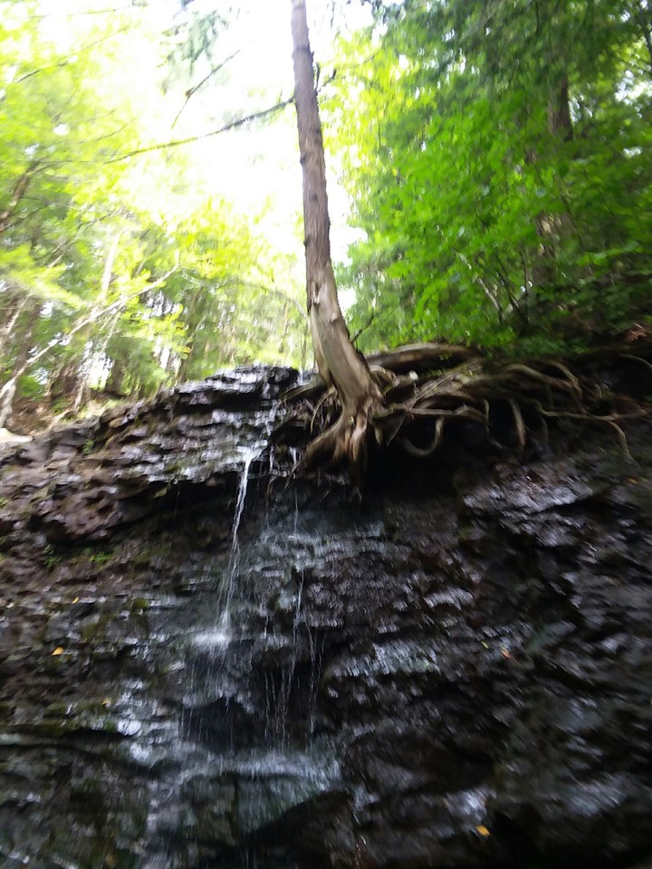 Cool looking roots