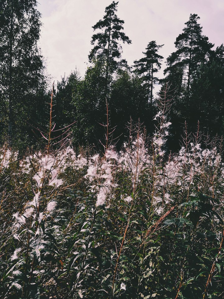 flower