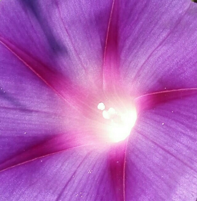 estrela en flor.