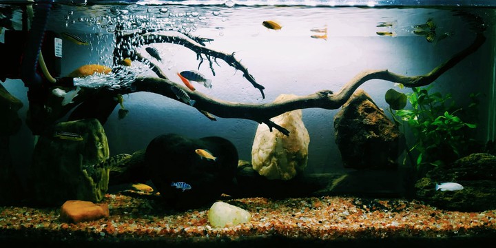 fish tank