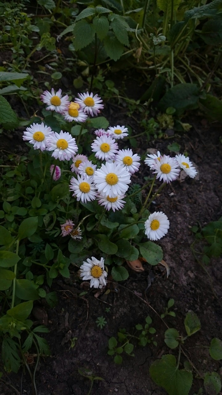 Pinky daisies