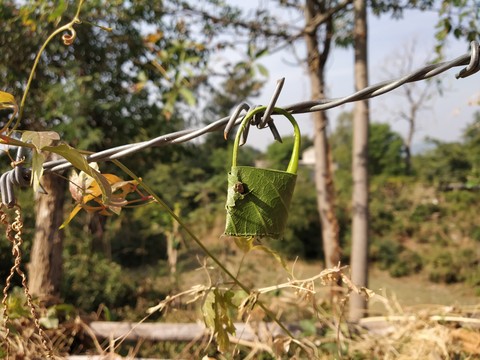 leaf lock