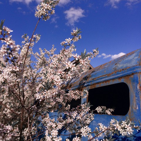 обои plant, spring