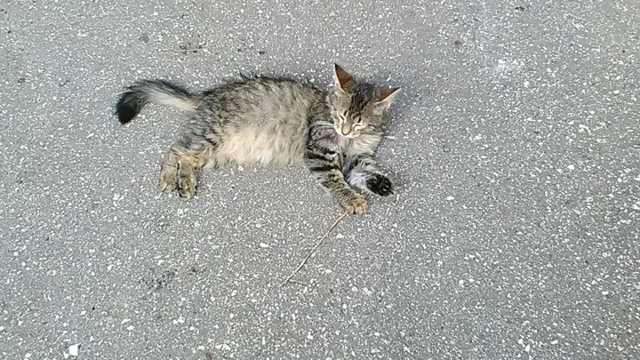 cat