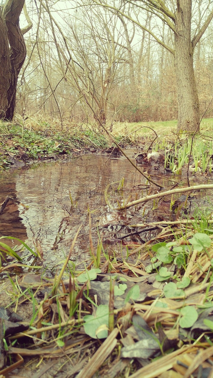 Bachlauf