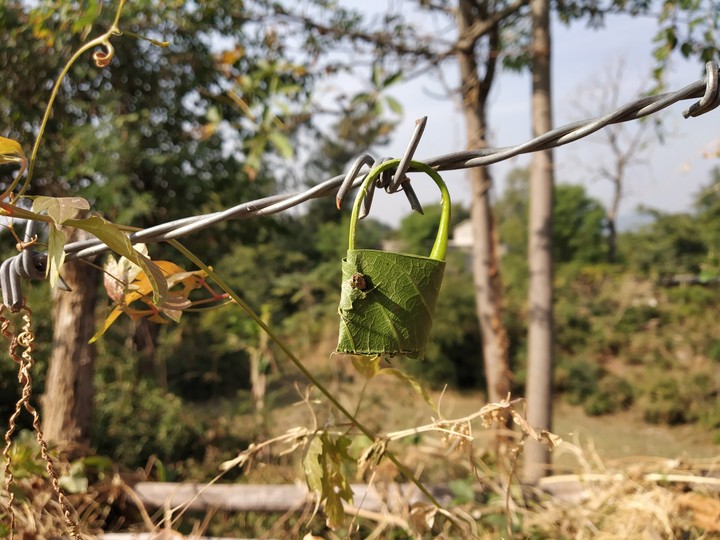 leaf lock