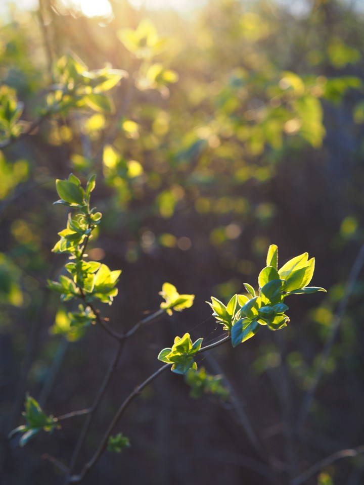 spring