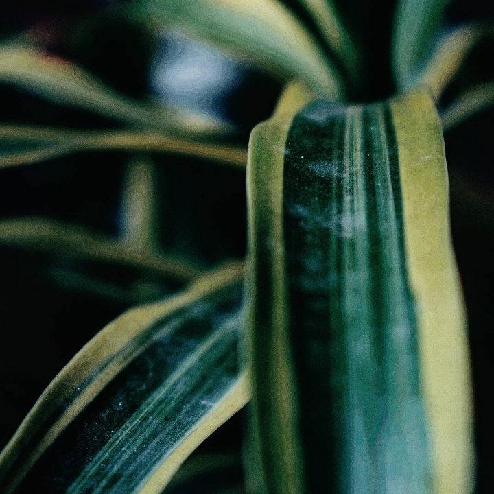 Leaves