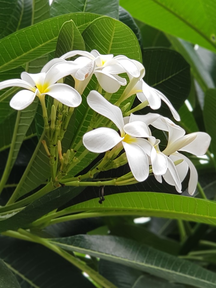 Blossom