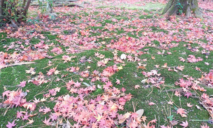 苔と紅葉の絨毯 red leaves on the mossy ground