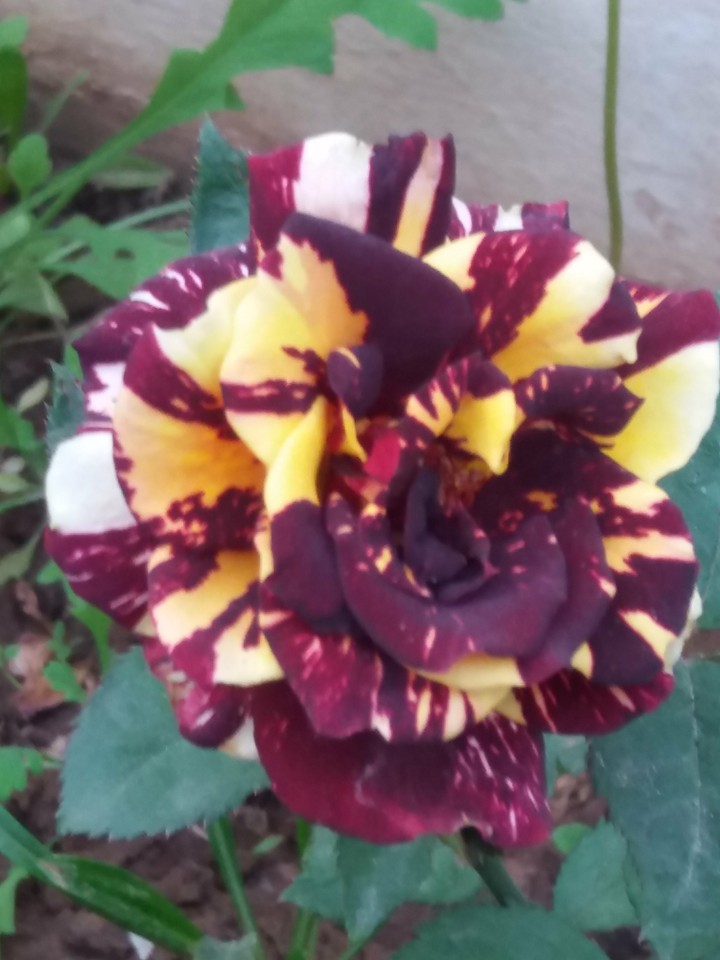 rose
