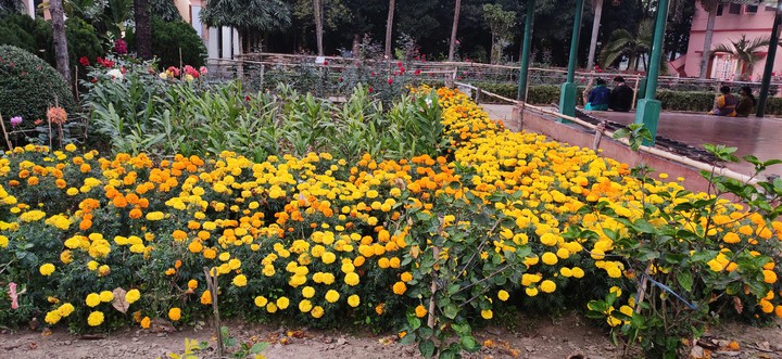 flowers