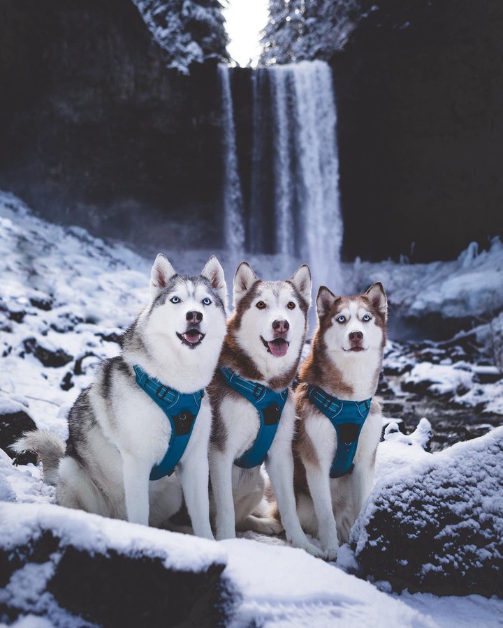 Husky