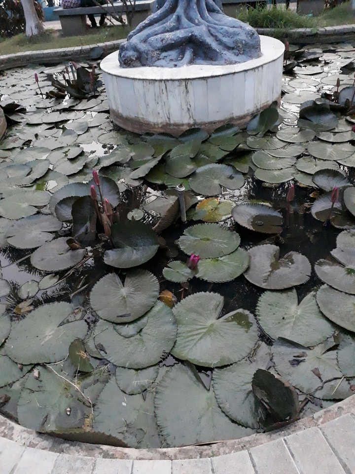 Pond & Nymphaea nouchali