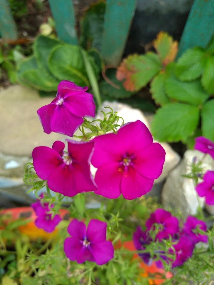 flowers