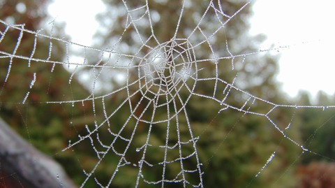 Spider mesh