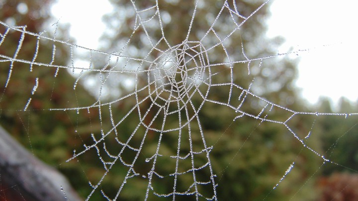 Spider mesh