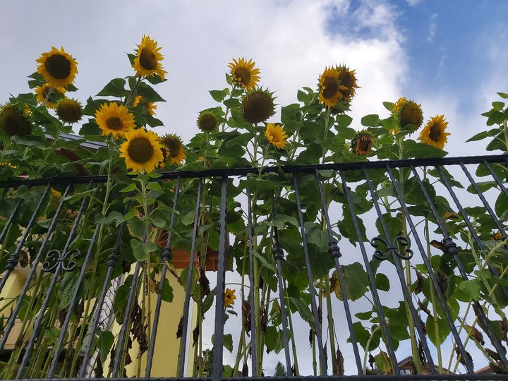 girasoli