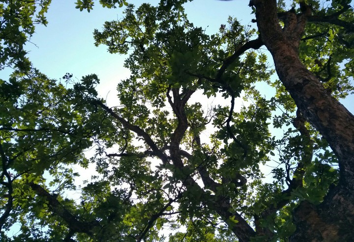 tree