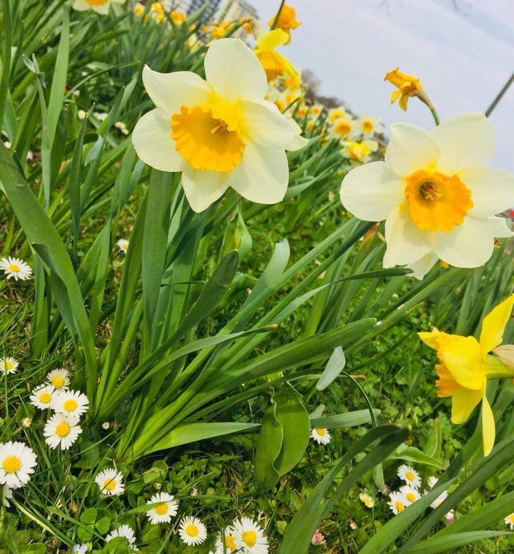 flowers