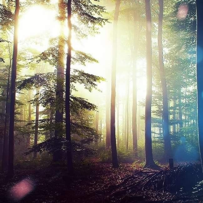 Forest spirit