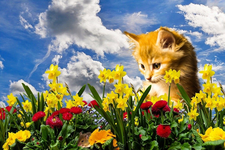 nice Cat ❤️