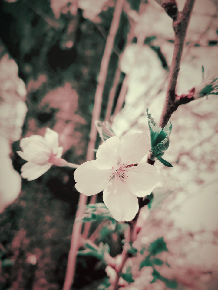 Cherryblossom