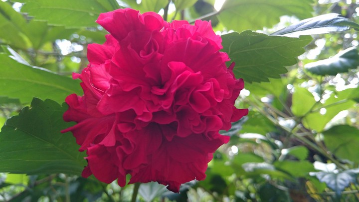 BeautifulShoe Flower