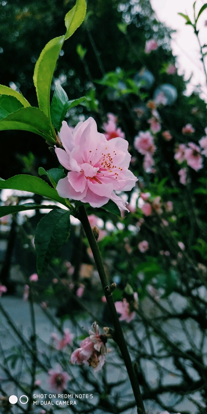 mùa xuân việt Nam