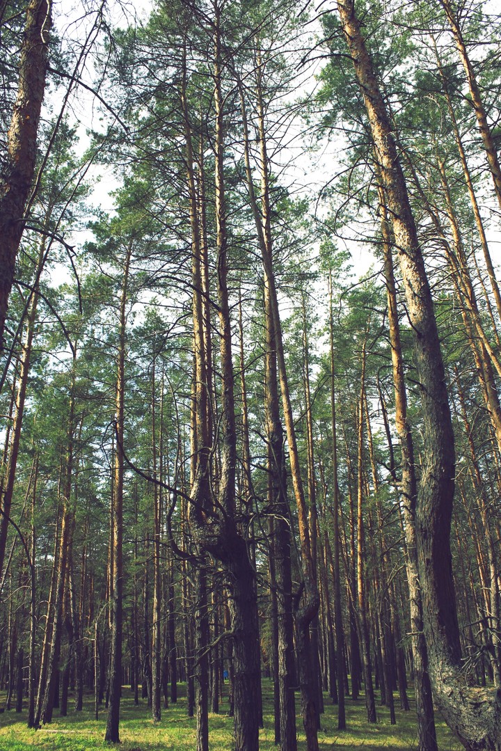 Forest