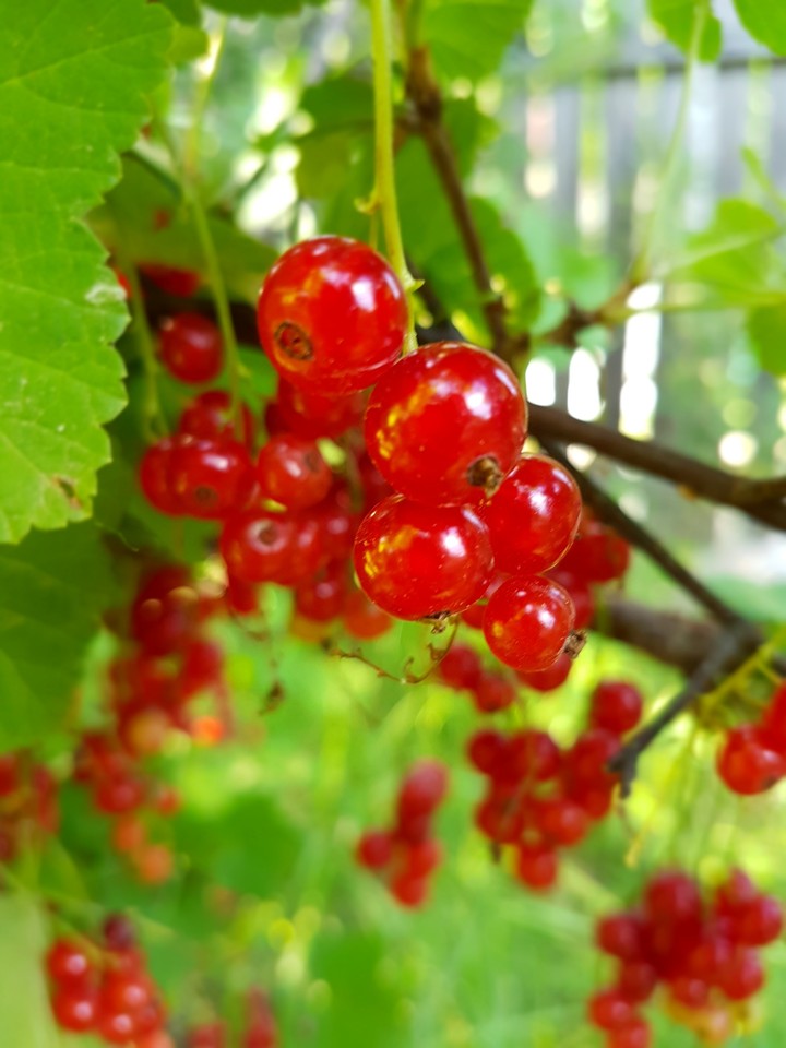 Red berries