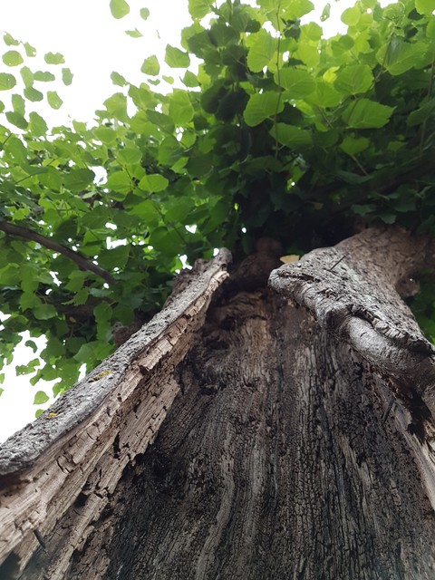 tree
