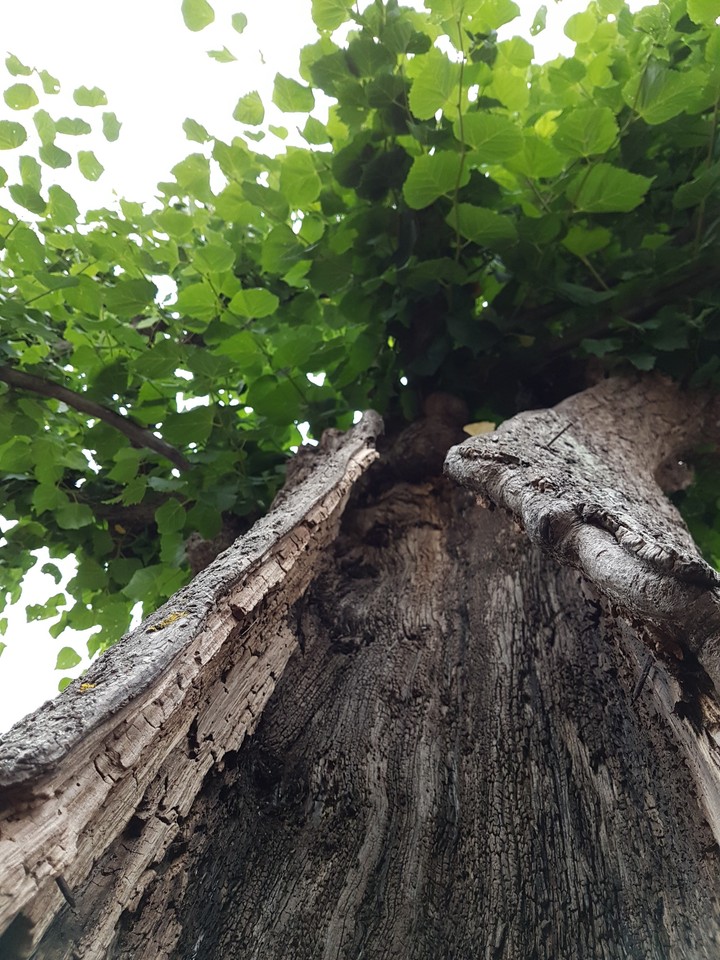 tree