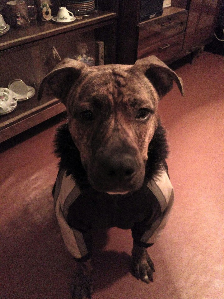 dog