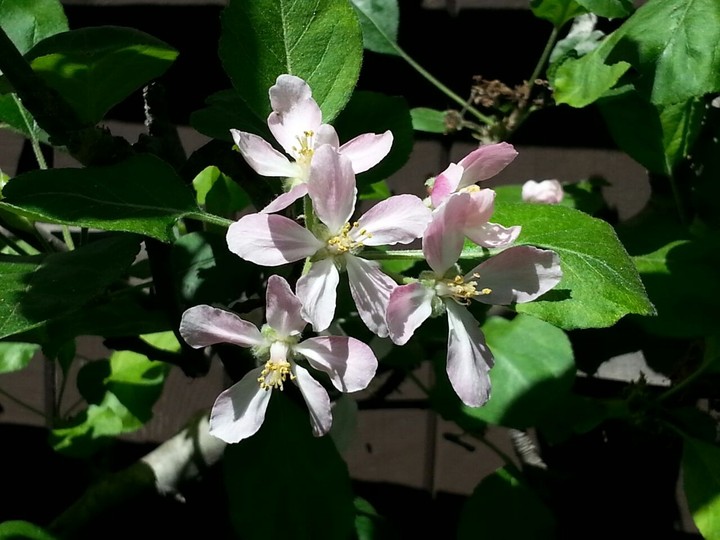 Spring
