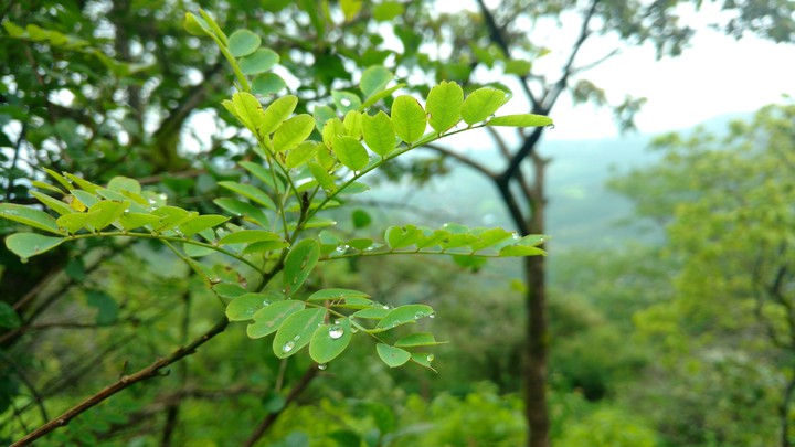 nature